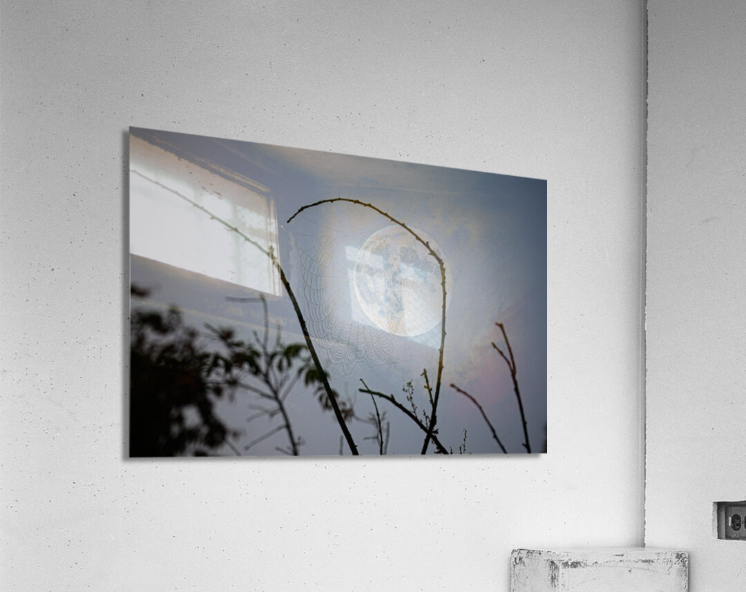 ZJS 8305  Acrylic Print