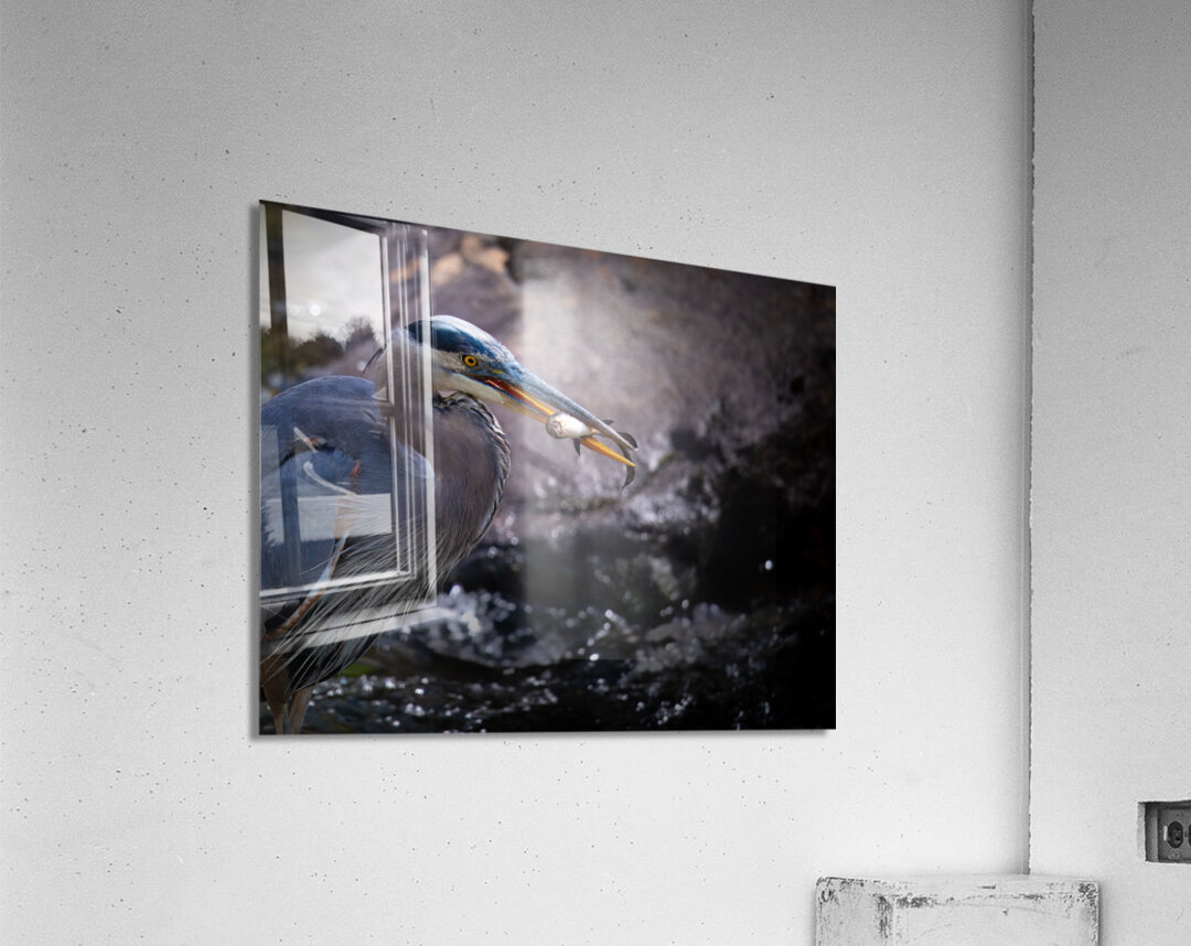 JBS 3493 2 Acrylic Print