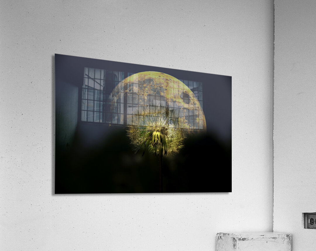 JBS 4981  Acrylic Print