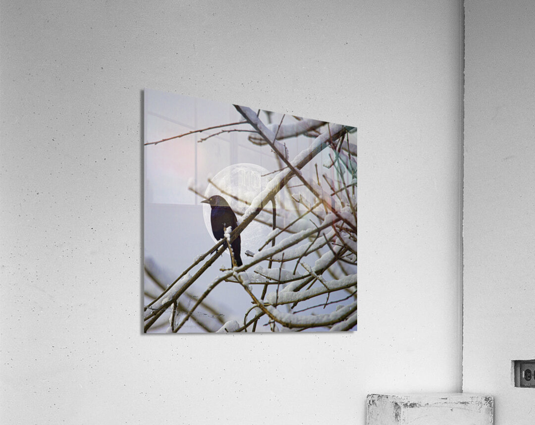 JBS 0164  Acrylic Print