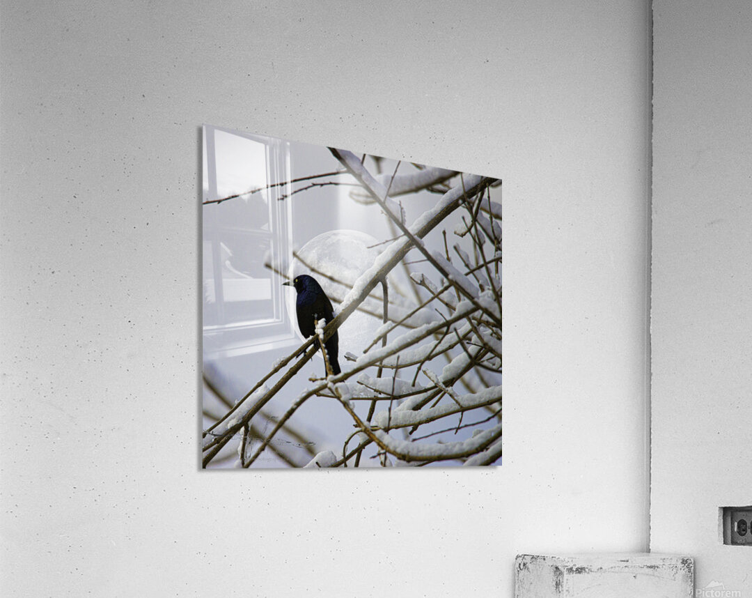 JBS 0164 Acrylic Print