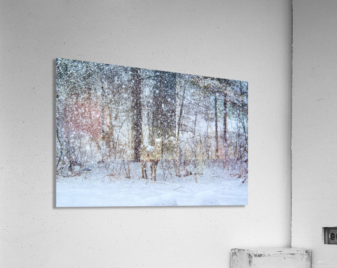 JBS 0383 Acrylic Print