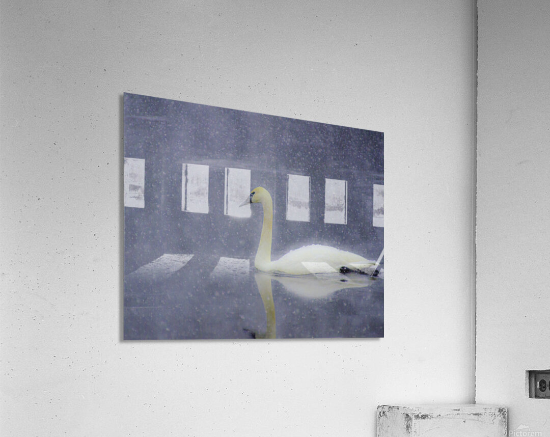 JBS 4477 Acrylic Print