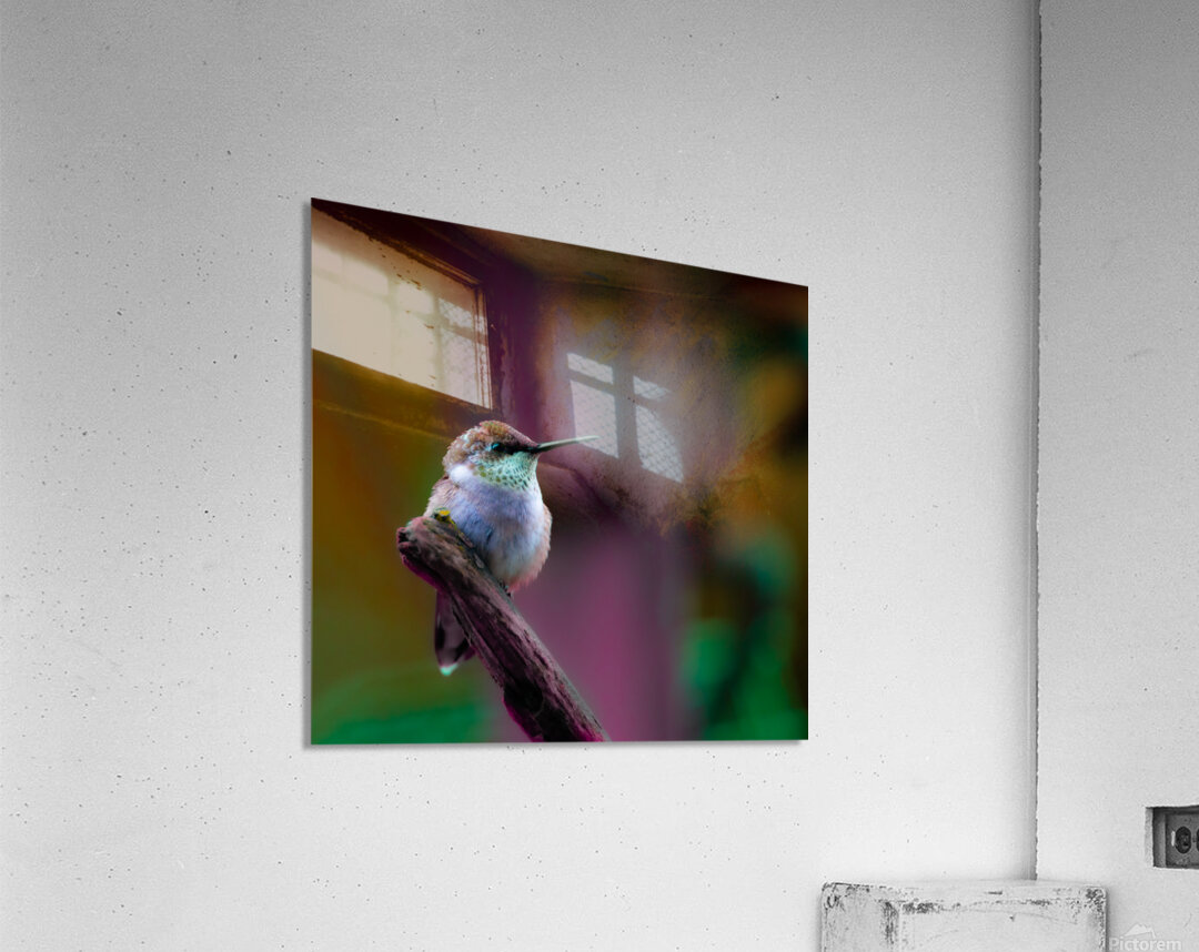 JBS 4382 Acrylic Print