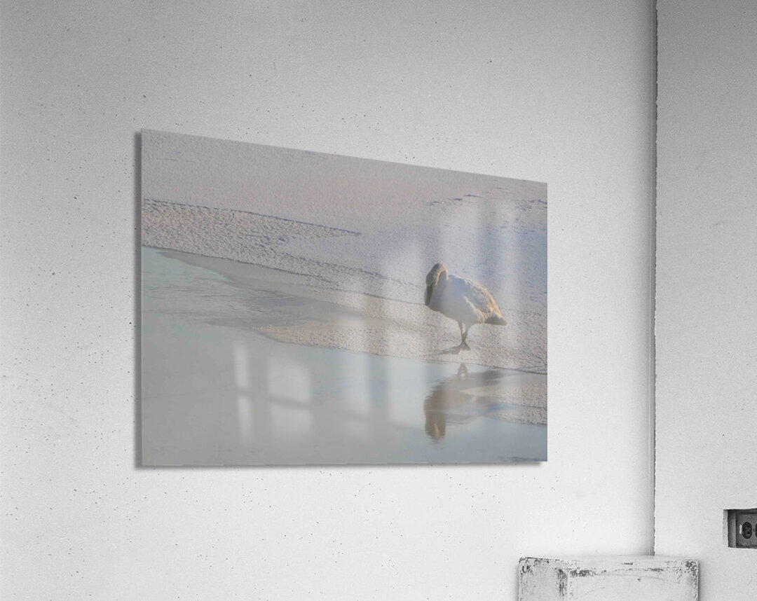 DSC 5823 Acrylic Print