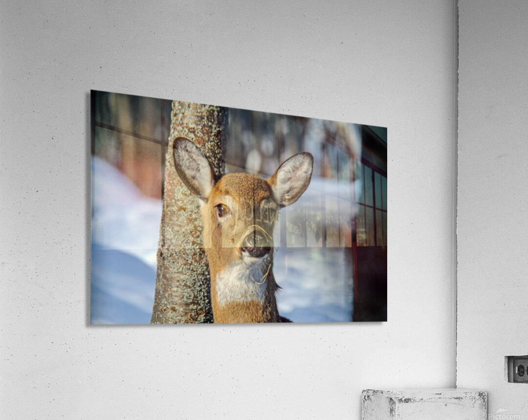  JBS4926 Acrylic Print