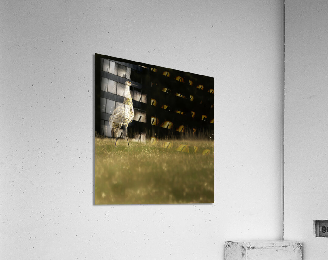 JBS 0909 Acrylic Print