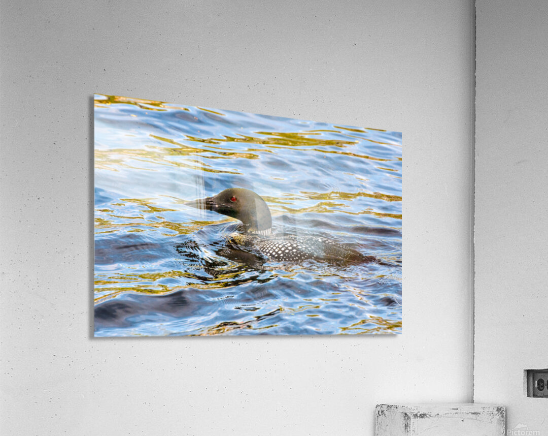 JBS 2192 Acrylic Print