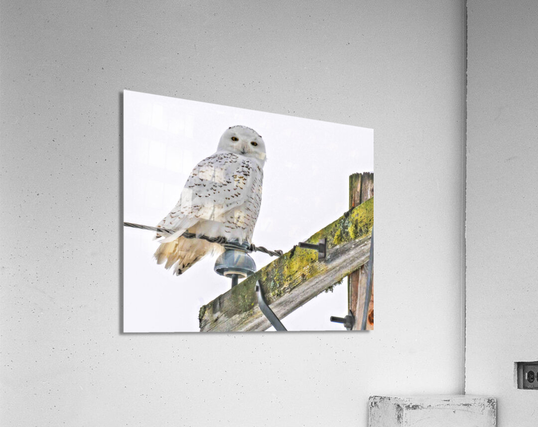 DSC 1876 Acrylic Print