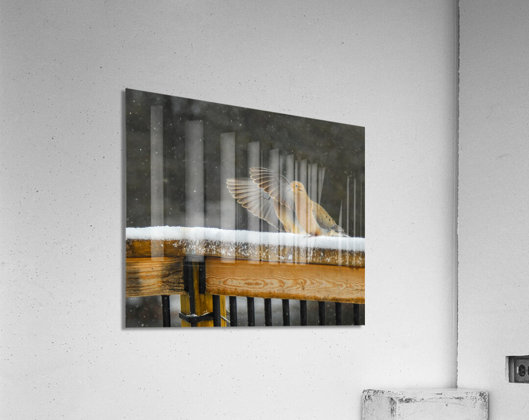  JBS9534 Acrylic Print