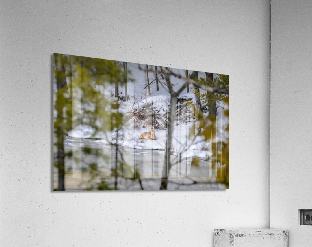  JBS5840 1 Acrylic Print