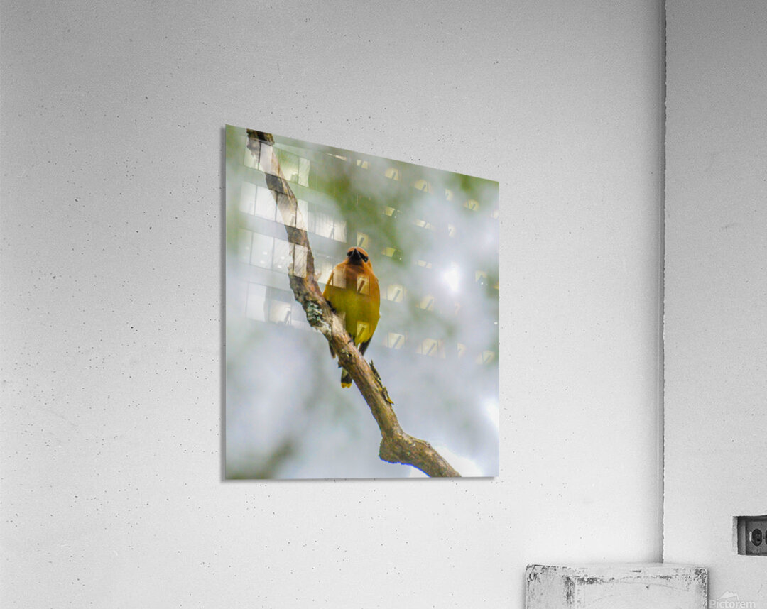 JBS 2137 Acrylic Print