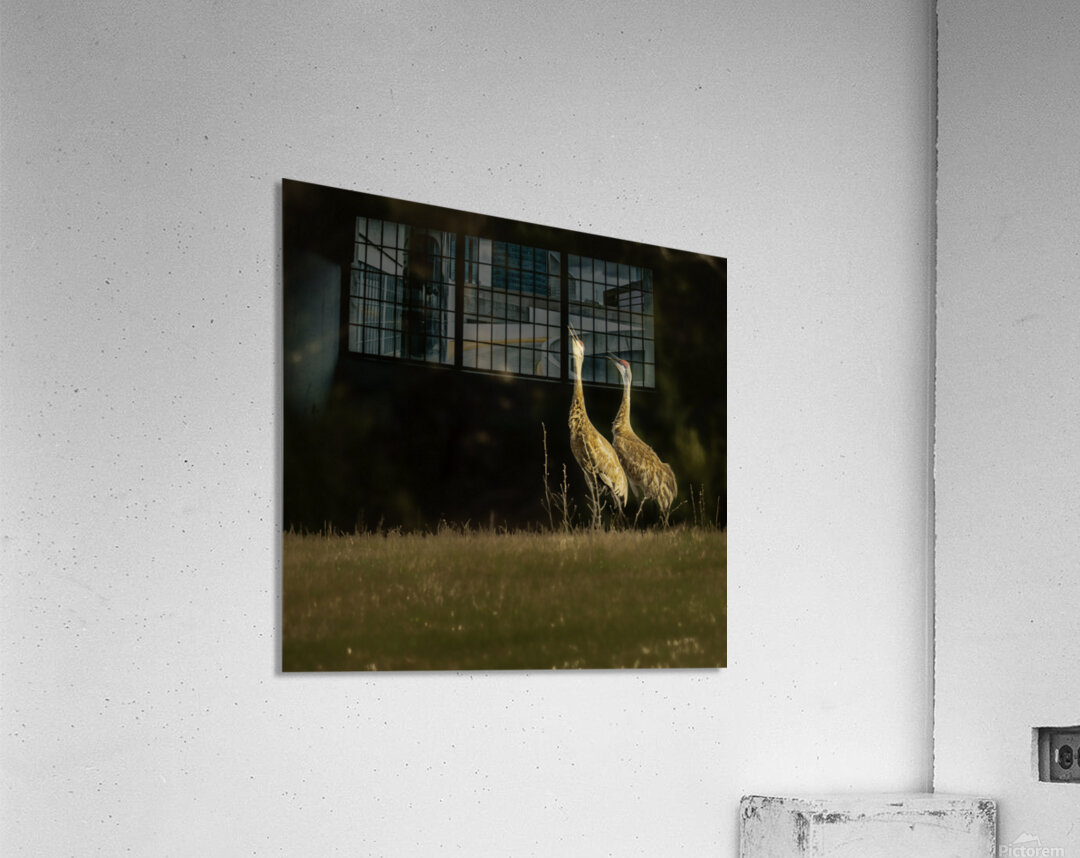 JBS 0918 Acrylic Print