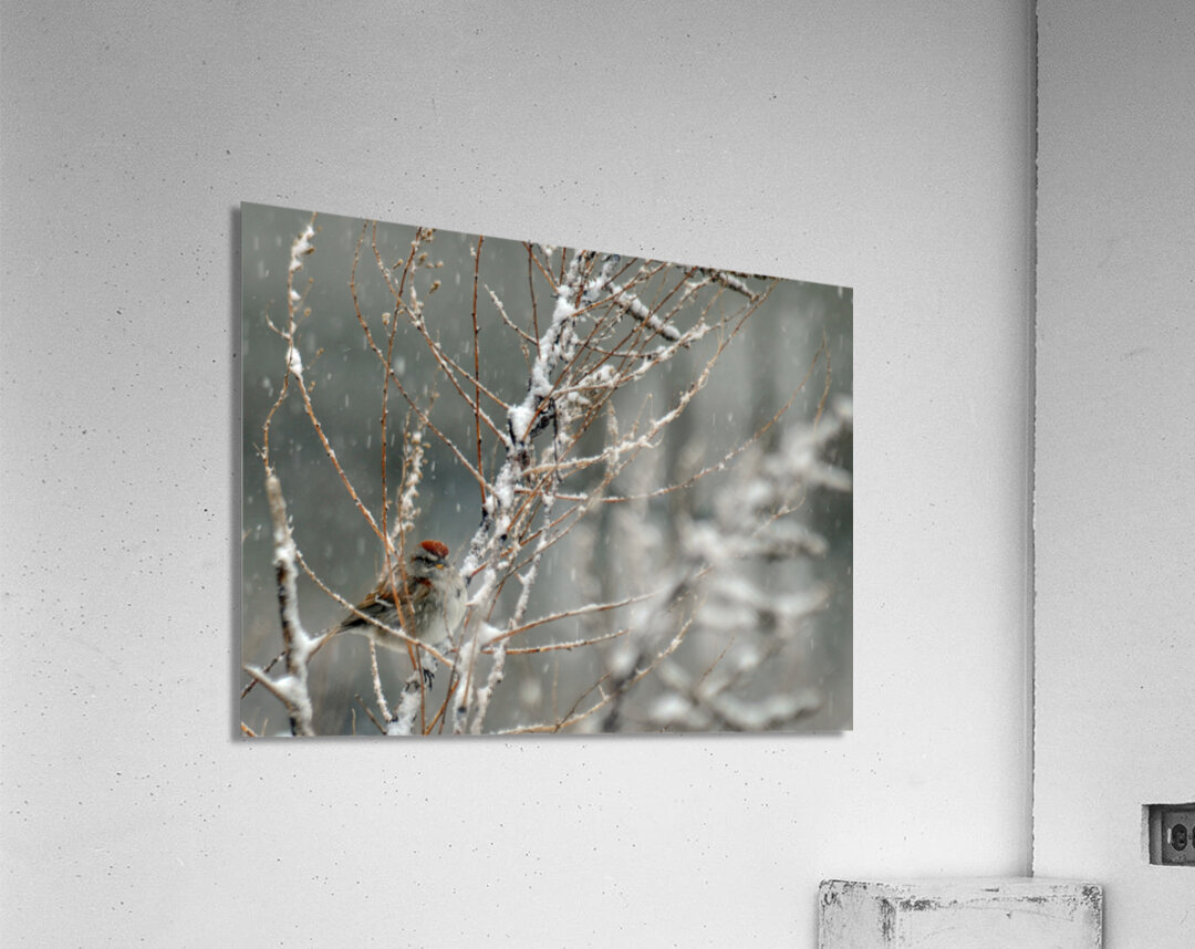  JBS9523 Acrylic Print