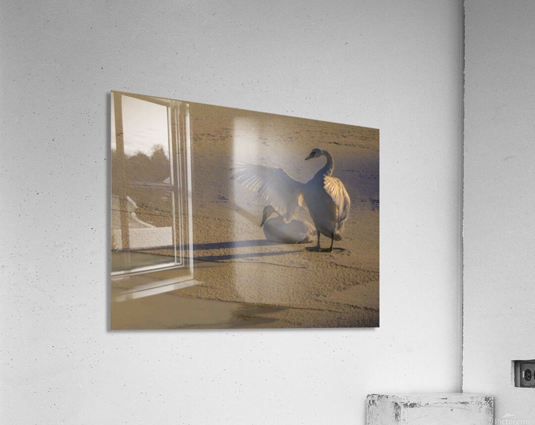 DSC 5806 2 Acrylic Print