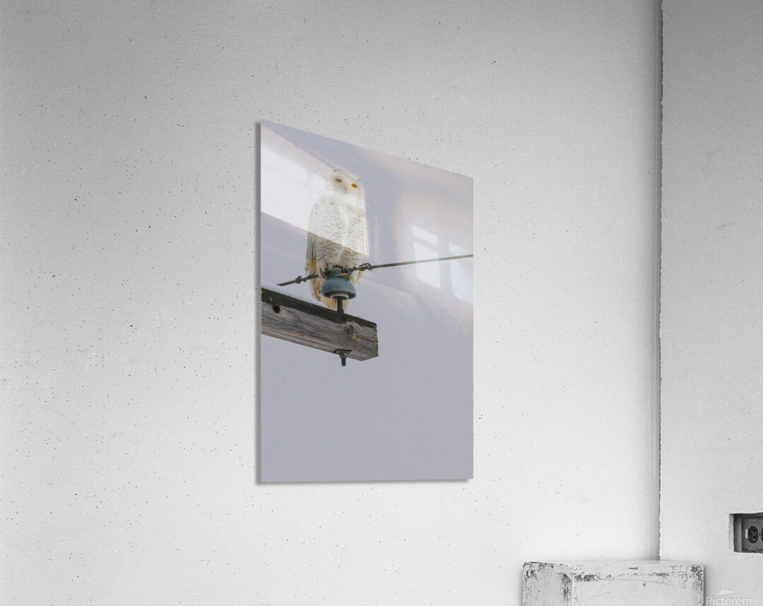 DSC 1897 Acrylic Print