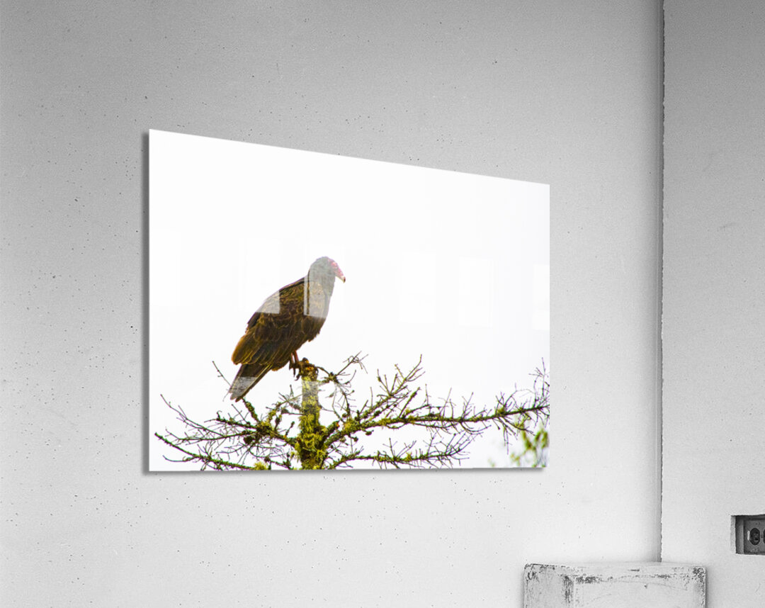 JBS 3472 Acrylic Print