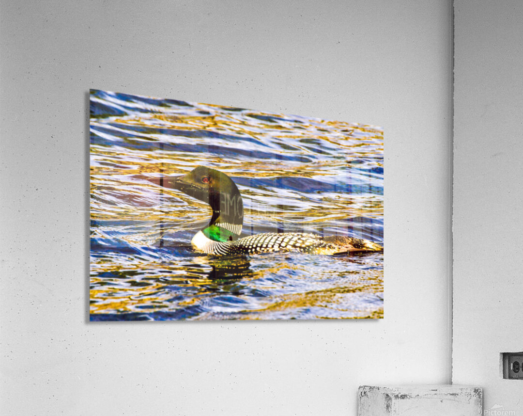 JBS 2215 Acrylic Print