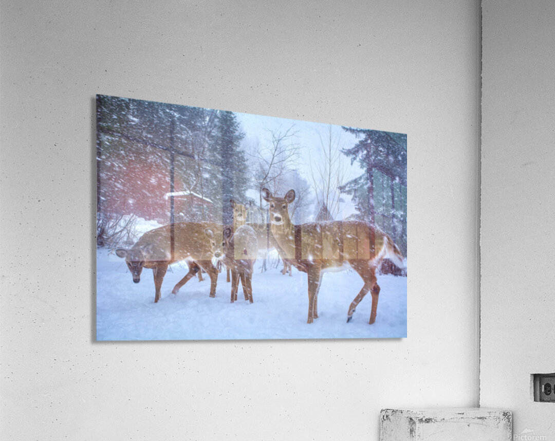 JBS 3204 2  Acrylic Print