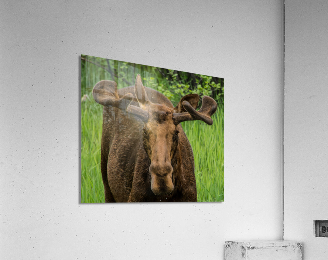 JBS 2500 Acrylic Print