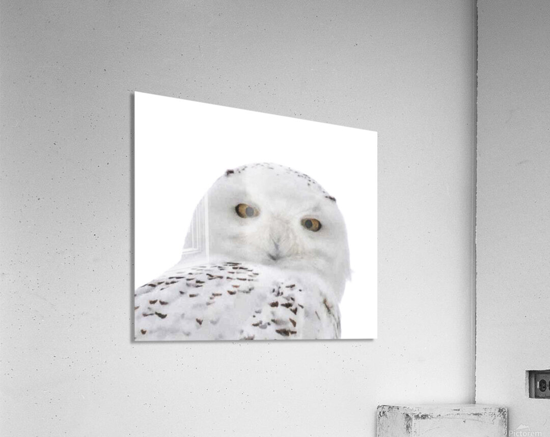 DSC 1876 2 Acrylic Print