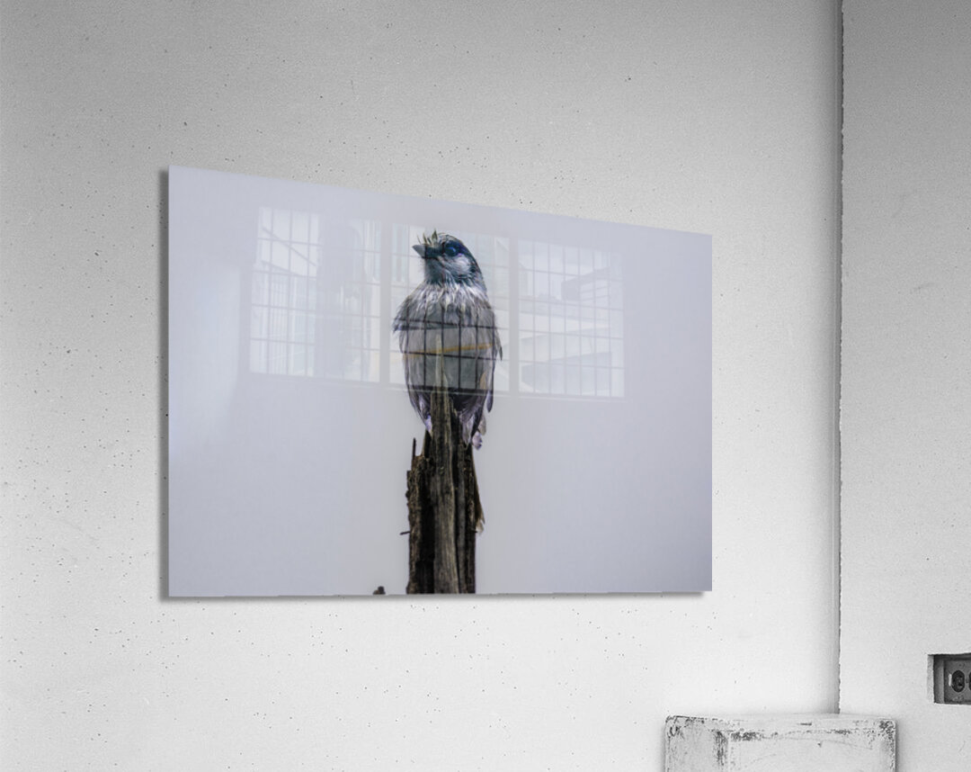 JBS 3105 Acrylic Print