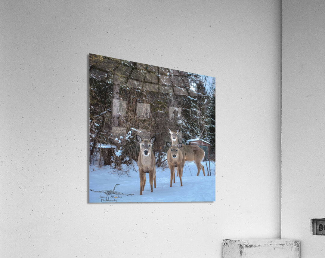 JBS 3117 2  Acrylic Print