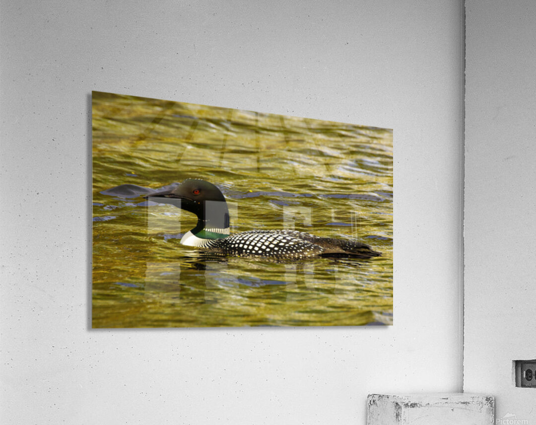 JBS 2224 Acrylic Print