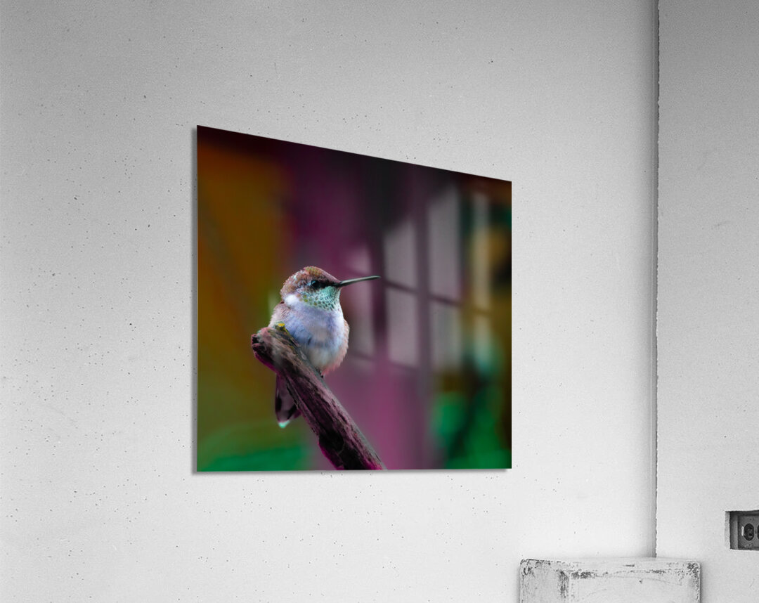 JBS 4382 2 Acrylic Print