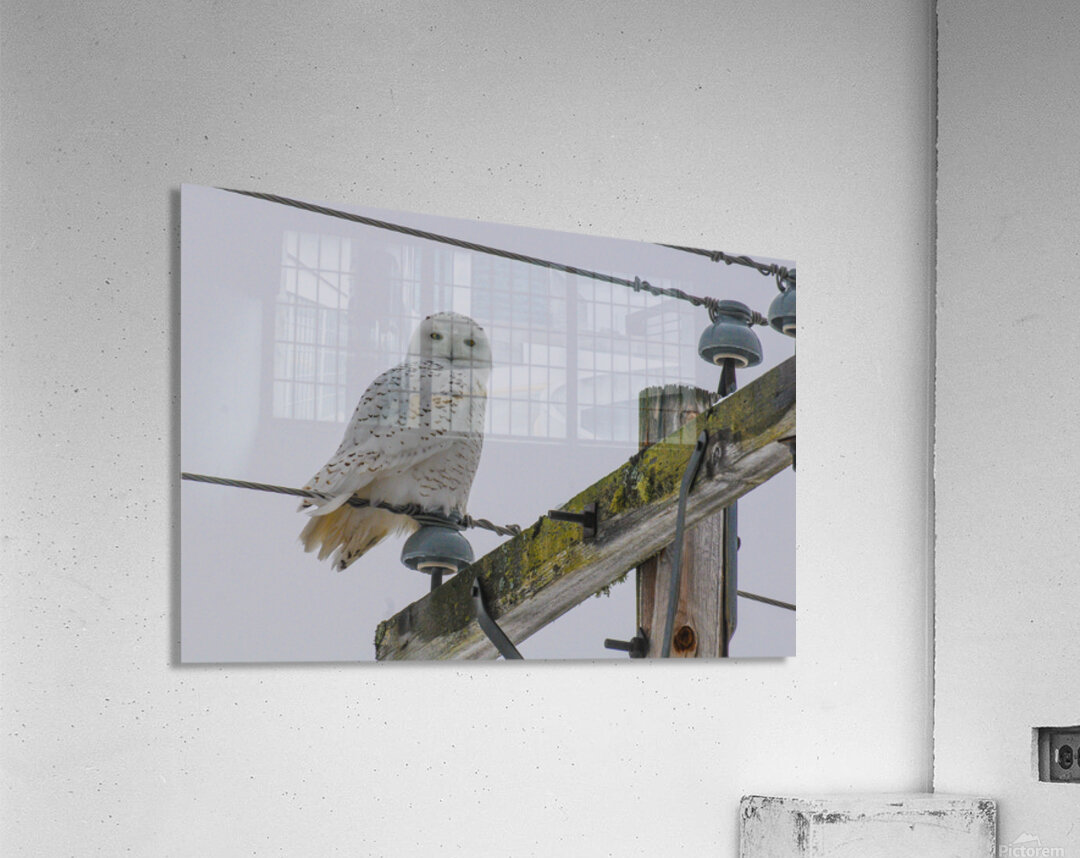 DSC 1879 Acrylic Print