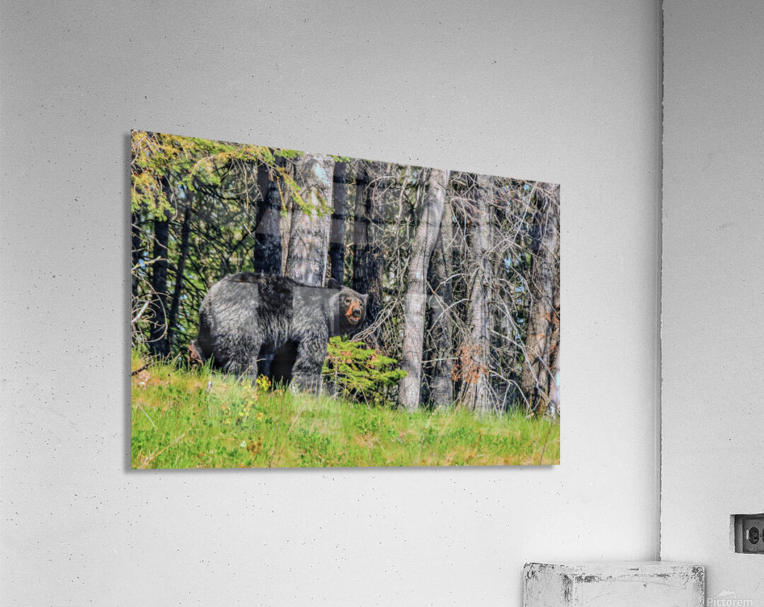 JBS 2617-1 Acrylic Print