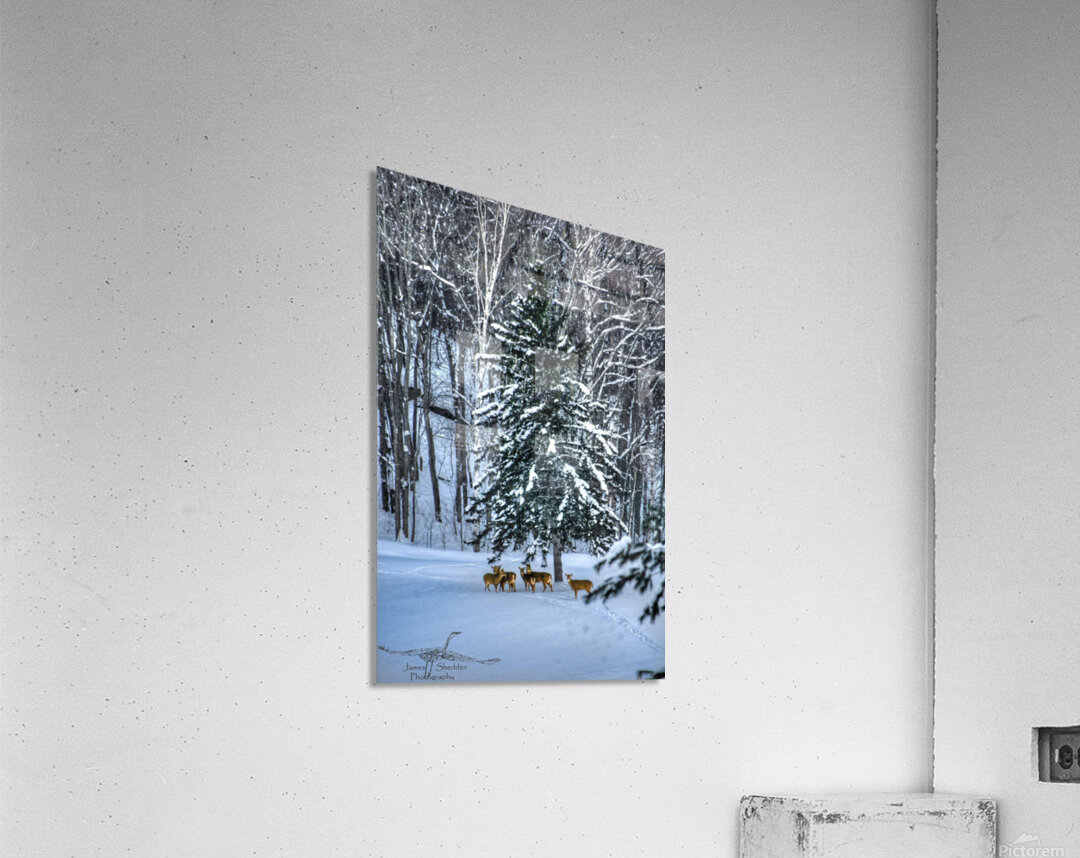 DSC 5638 Acrylic Print