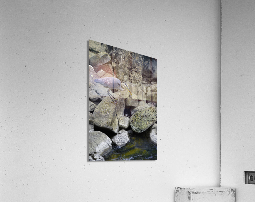 JBS 1629 Acrylic Print