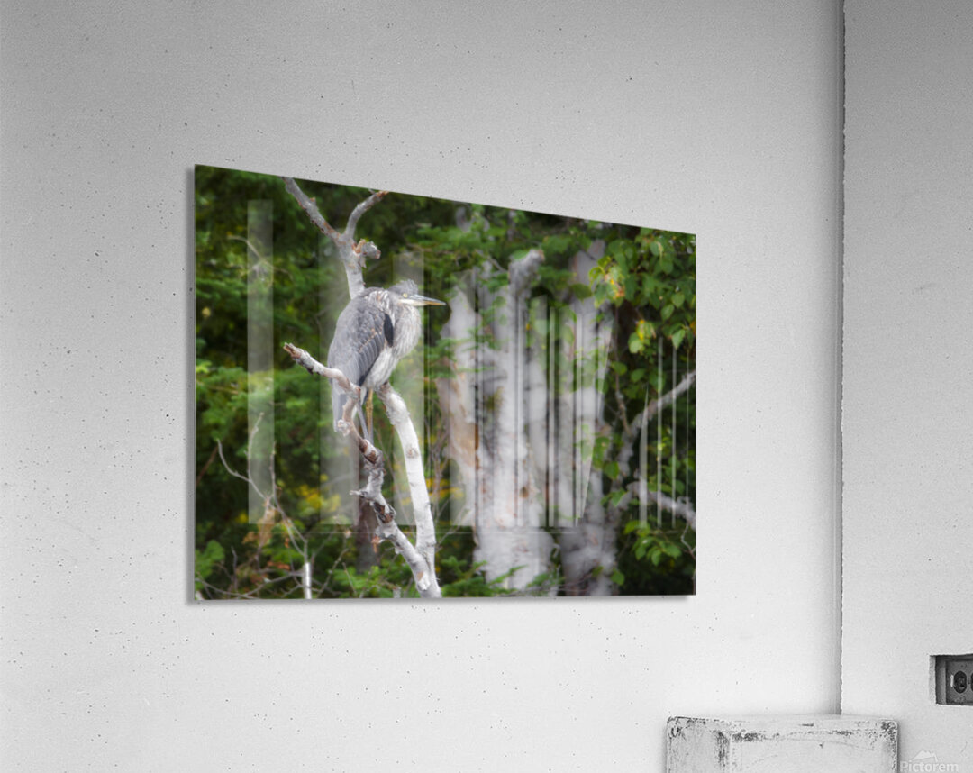 JBS 3060 Acrylic Print