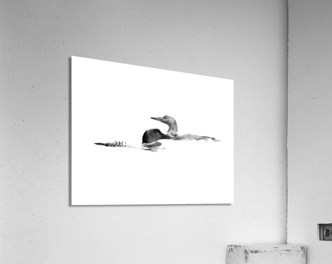 loons Acrylic Print