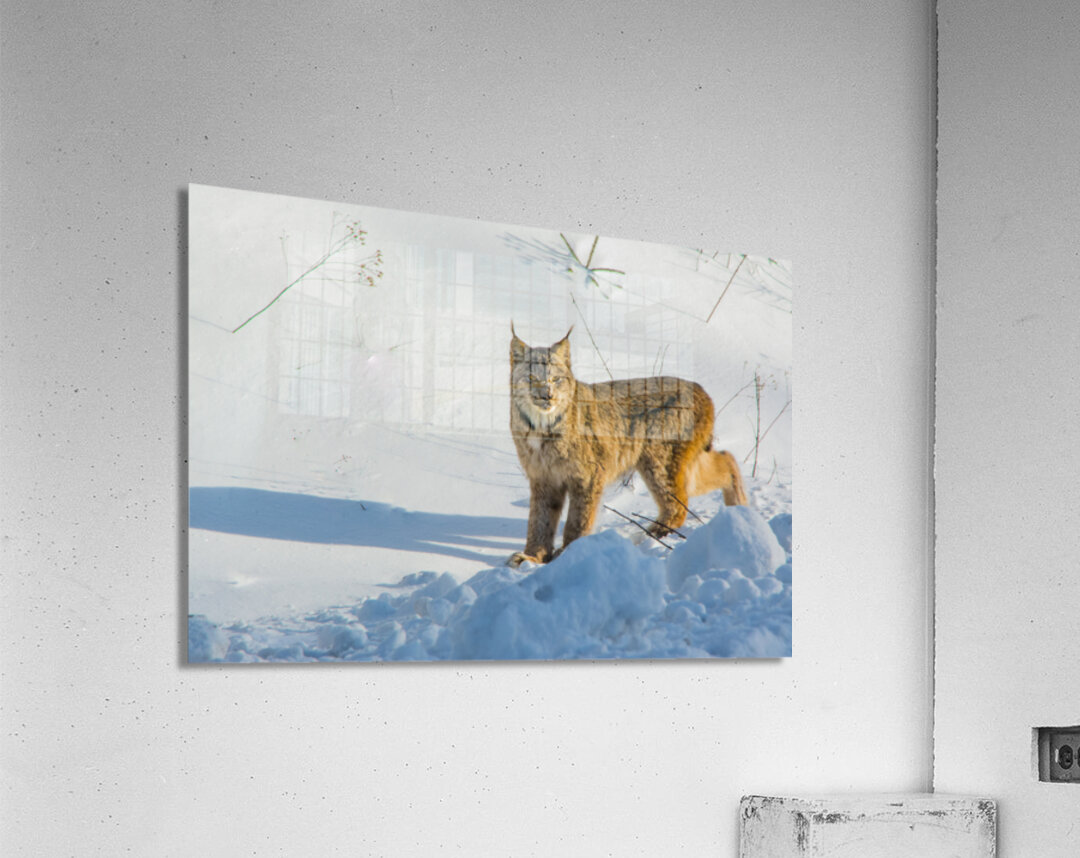 JBS 8771 Acrylic Print