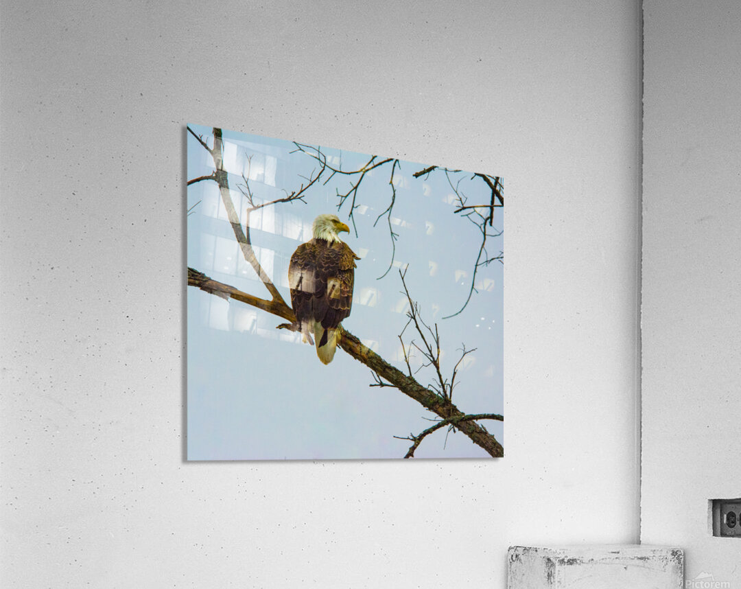 JBS 9645 Acrylic Print