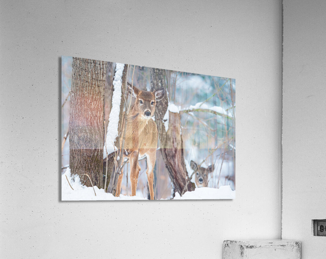 JBS 8854 Acrylic Print