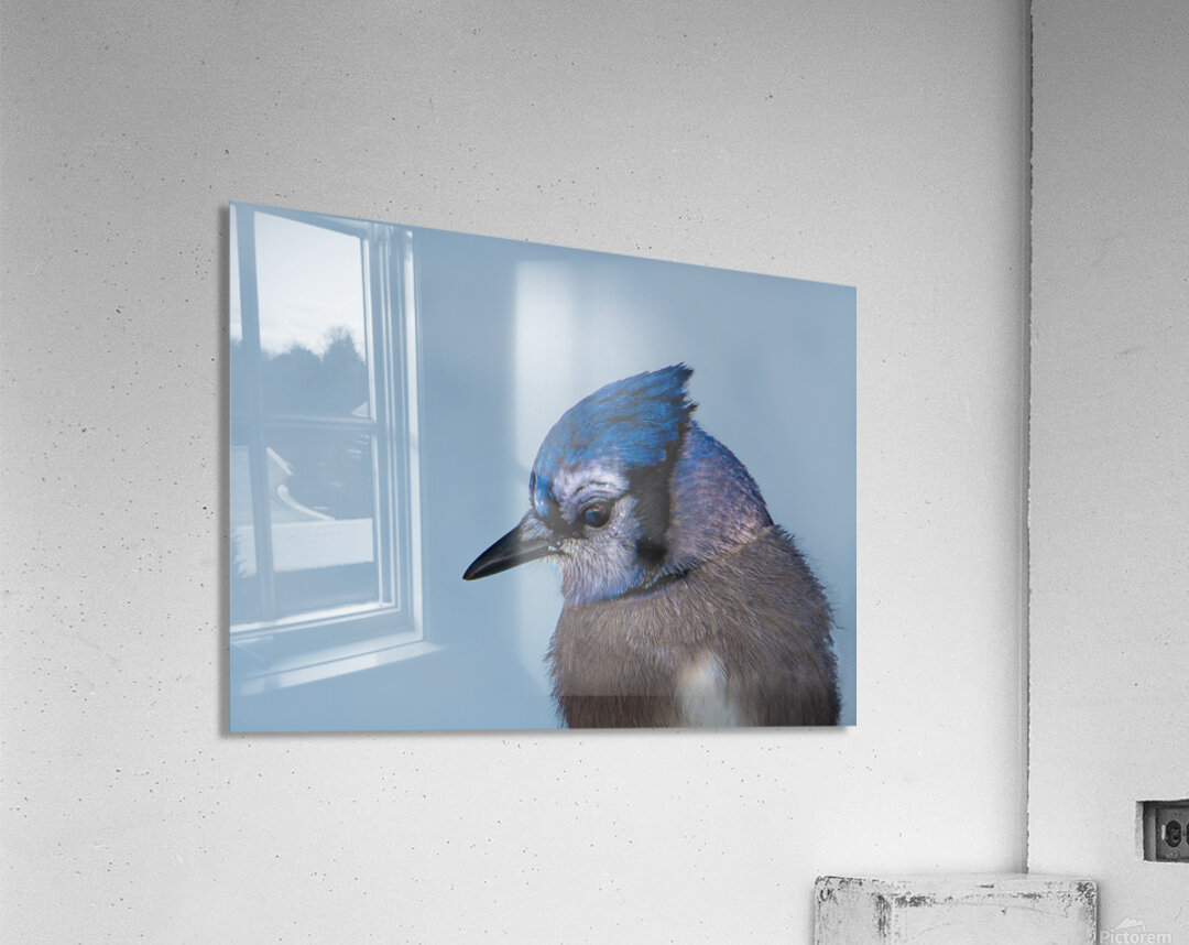 JBS 9514 Acrylic Print