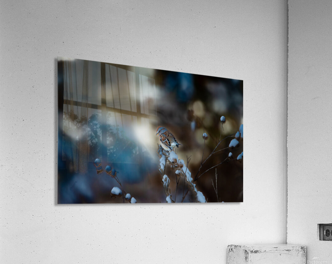 JBS 8295 Acrylic Print