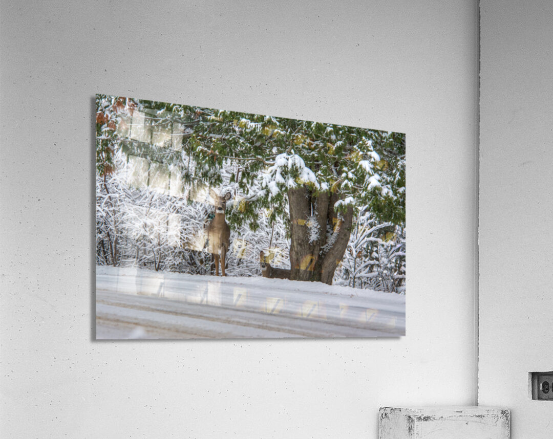 JBS 7888  Acrylic Print