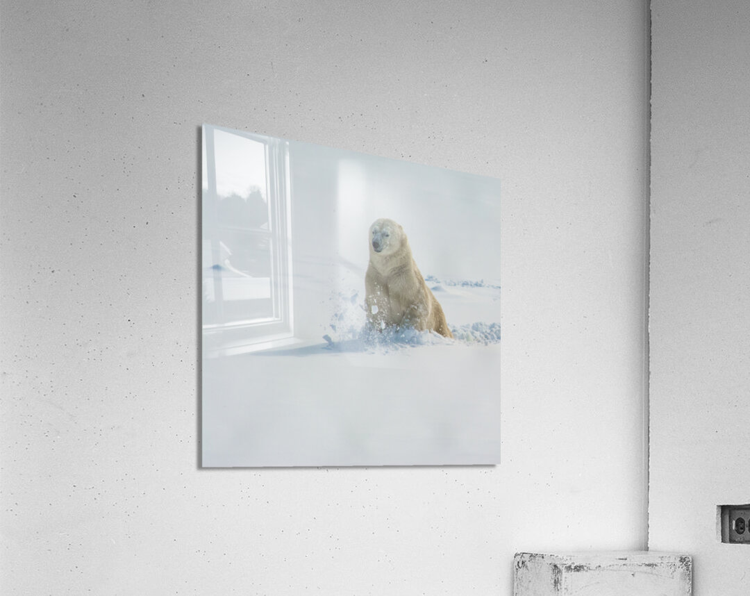 JBS 9346 2 Acrylic Print