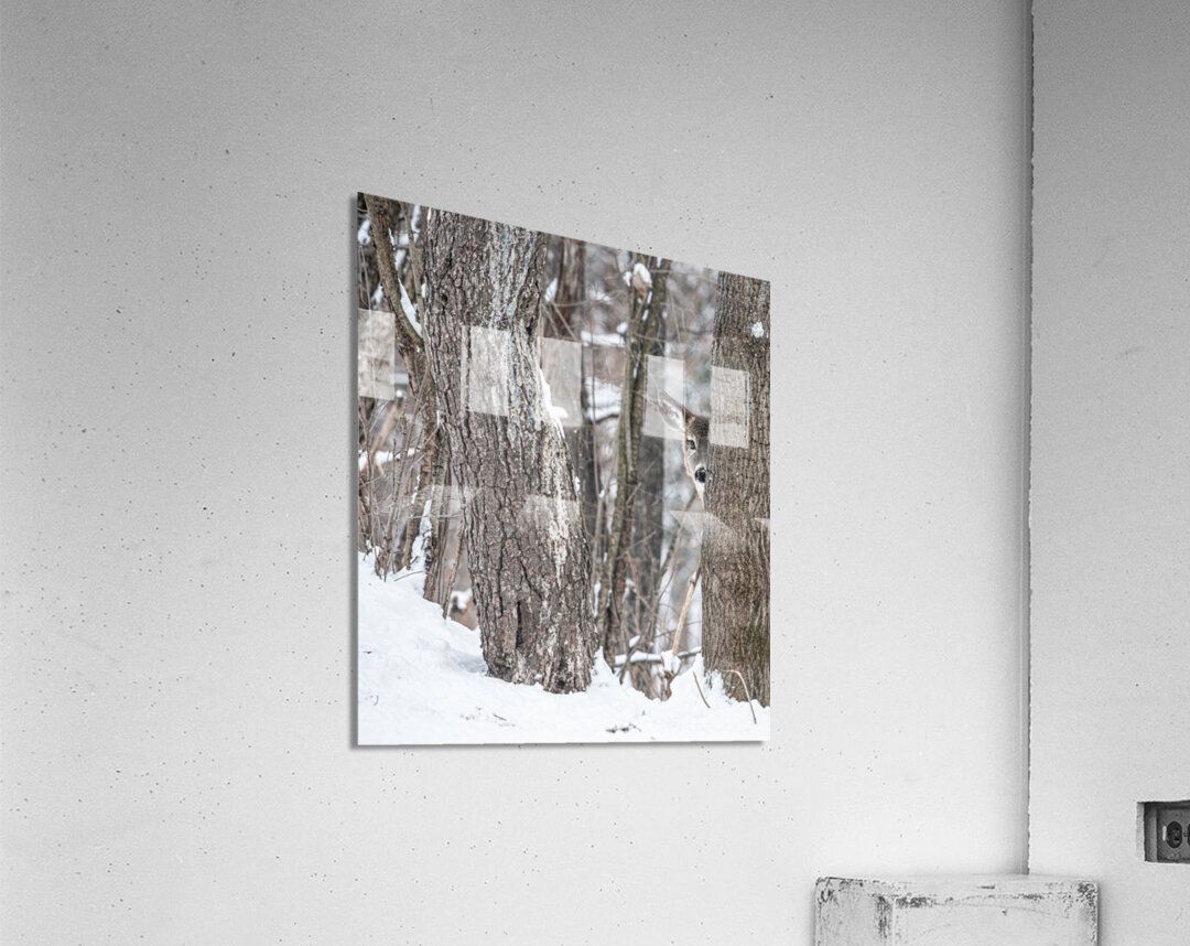 JBS 8855 Acrylic Print