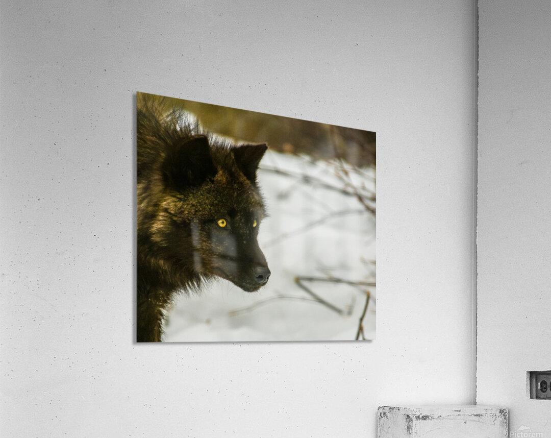 JBS 9070 Acrylic Print