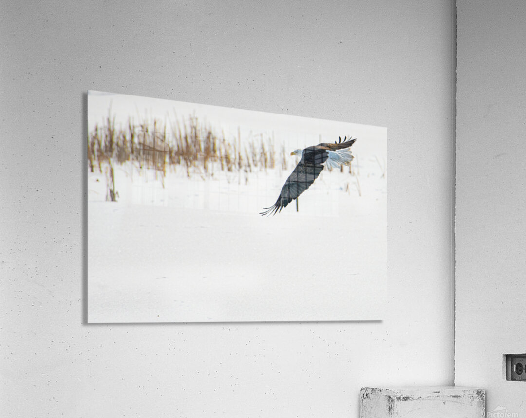 JBS 8846 Acrylic Print