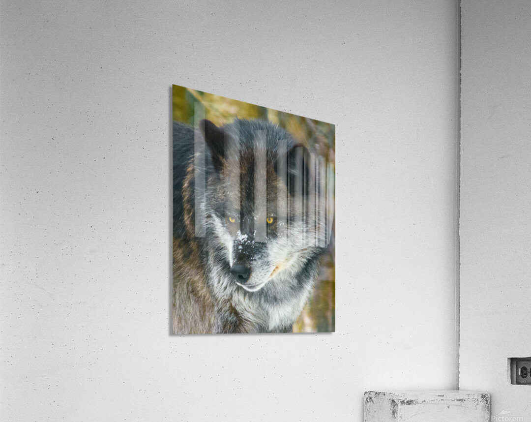 JBS 9093 Acrylic Print