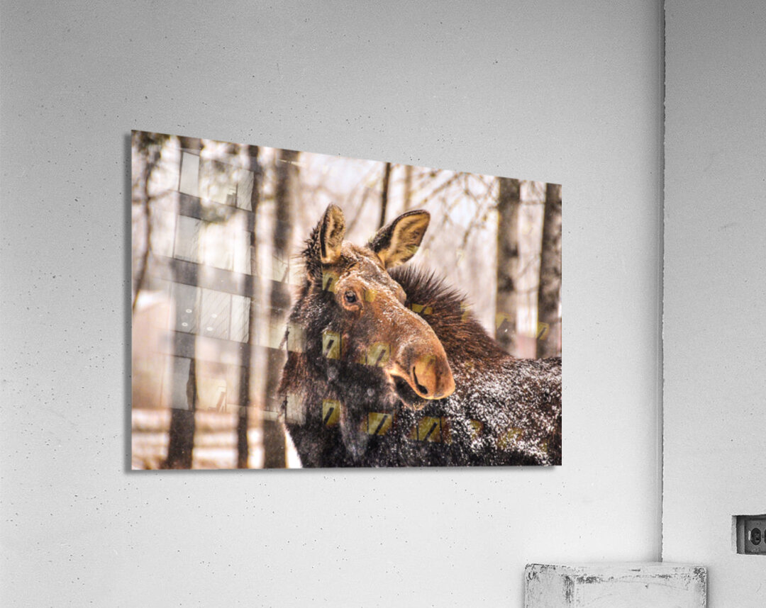 JBS 4894 Acrylic Print