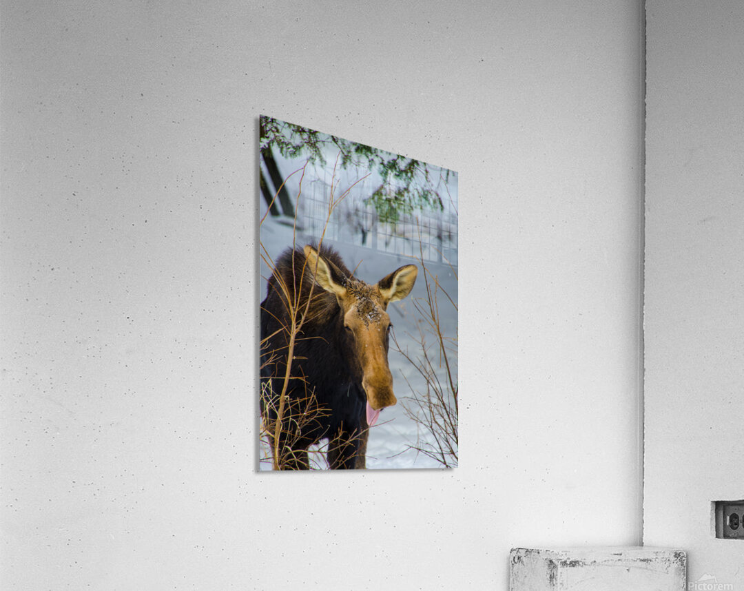 JBS 4767 Acrylic Print