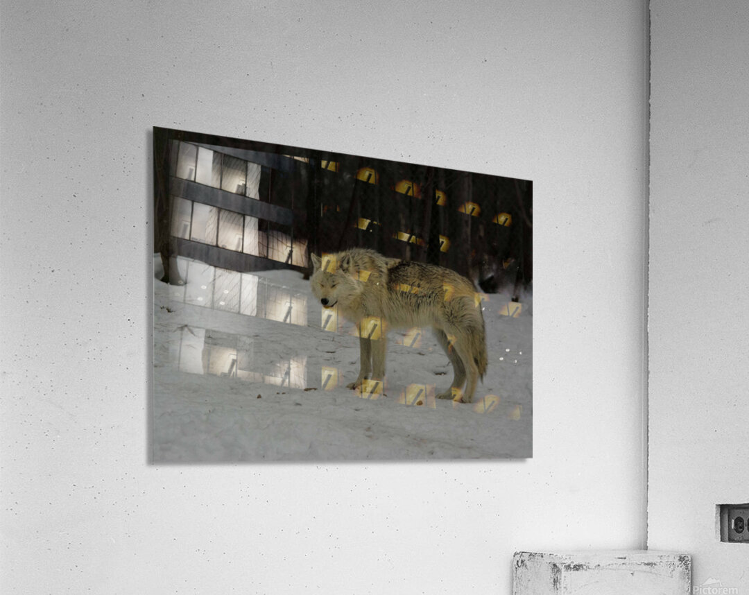 JBS 9056 Acrylic Print