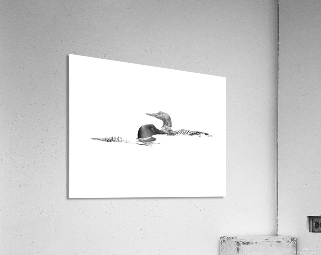 loons Acrylic Print